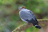 Topknot Pigeon